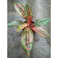 Sindo - Aglaonema Coconut Delight Live Plant FOOQU698OB