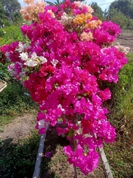 bibit bugenvil bunga tumpuk pink cantik