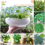 Copper Grass Pilea Seeds Gardening Flower Seeds Water Plants Air Purifying Indoor Plants Real Plants Potted Live Plants Copper Money Grass Plants Seeds for Hydroponics Seeds Bonsai Plants for Sale (50 pcs Seeds for Planting Flowers, Easy To Grow)