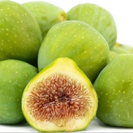 1 ต้น มะเดื่อฝรั่ง ต้นพร้อมให้ลูก ลำต้นสูง 30 ซม Figs Tree สายพันธุ์ Adriatic