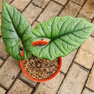 alocasia bisma rawatan 1 sd 2 daun