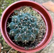 瑞昌玉 3寸盆 仙人掌 綠化 美化 觀賞植物