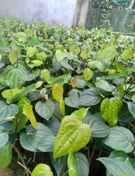 Buy1 Take1 PAMINTA (Herbal Plant NOT Seeds) with FREE garden soil. Real Plants not Seeds / Outdoor P