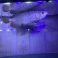 arwana golden red. Chip luar. 35 cm.  Usia 1 tahun
