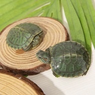 12.15 Brazilian Turtle Living Big Small Turtle Living One Pair Couple Pets