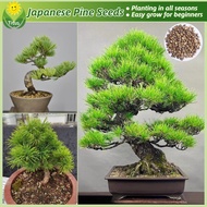 100% Legit Bonsai Japanese Pine Tree Seeds for Planting & Gardening (35pcs) Potted Japanese Black Pi