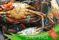 Ketam Nipah Hidup / Giant Mud Crab (Live) - 3 pcs