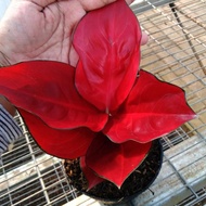 Ready Stock Tanaman Hias Aglonema Suksom Jaipong Super Aglaonema