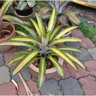 bromeliad aec alvarez besar (tahan panas)