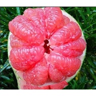 anak pokok limau bali isi merah hybrid