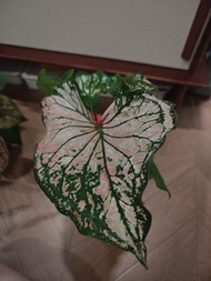 舞裙彩葉芋