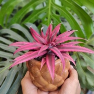 Tanaman Hias Cryptanthus Bivittatus - Bromelia Cryptanthus Skulen