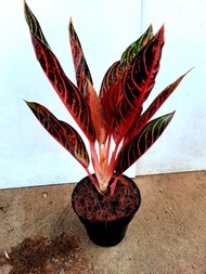 Aglonema Red Sumatra POS