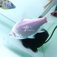 IKAN HIAS IKAN KAVIAT PLATINUM TANKMATE IKAN PREDATOR BESAR RARE