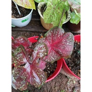 Burning Heart, Caladium USA,cantik sgt buat hiasan, lasak, nak cahaya pagi