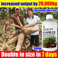 Increased output by 20000kg Cassava baja organik 300ML Fertilizer to boost tuber development 1 acre 