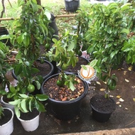 [PACKAGE AVOCADO] PETER HASS Avocado -Grafted Tree- 3 Feet Tall - Ship with 15inci POT and SOIL Bioc