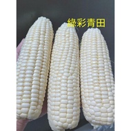 白龍王水果玉米種子1號2號 超甜白色水果玉米  北海道水果玉米