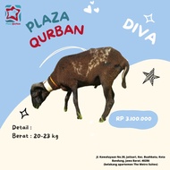 Hewan Qurban/ Kurban Domba Diva Bandung