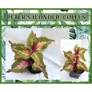 peters wonder top rare mayana live coleus plant rooted