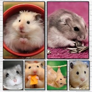 H-Hamster Poster HD Art Print Room Home Cafe Bar Wall Decor,No Frame Canvas Painting Gift D6SL