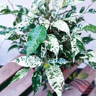 Ficus Batik by LS Group