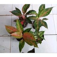 Tanaman Aglaonema Paket 4 tanaman aglonema Bigroy - butterfly -