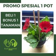 [ Beli 1 Gratis 1 ] Tanaman Bunga Hias Gerbera Hebras Hidup Murah Asli Macam2 Hiasan Tahan Panas