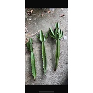 Euphorbia cactus 2unit