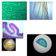TOMLOV Microscope Sectioning Kit slides educational sectioning childrens observation 5