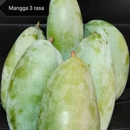 Pokok Mangga 3 rasa Hybrid