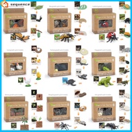 SQE IN stock! Life Cycle Animal Figurines Insect Animal Plant Growth Cycle Toys Preschool Learning Teaching Aids For