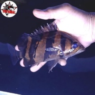 DATZ BORNEO 3 BAR / TIGER DATZ 3 BAR / IKAN HIAS PREDATOR / TIGER DATZ FISH