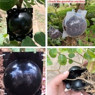 5pcs High Pressure Plant Root Growing Box Plant Root Ball Breeding Case Garden Rooter Grow Box Breed