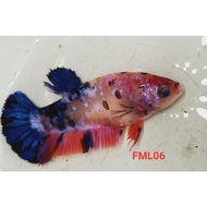 penyupang Cupang betina multy,nemo,koi galaxy,red koi,nemo galaxy real