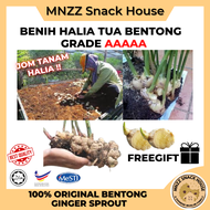[ Buy 5 KG FREE 1 KG ] Benih Halia Tua Bentong Old Ginger Bukit Tinggi Penanaman Ginger Vegetable Se