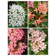 KKB Dwarf Ixora plant