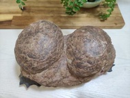 恐龍蛋化石