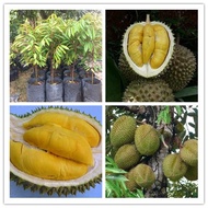 anak Pokok musang king 貓山王樹苗 cpt berbuah hybrid top quality Pokok durian sihat Kebun bunga sedap fruits