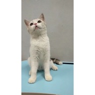 BritishShortHair_BSH