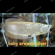 Baby Arwana Silver Brazil El