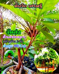 ต้นจิกเศรษฐี ออกดอกแล้ว 3 นิ้ว
