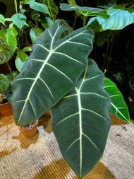 Alocasia micholitziana ’Frydek’ 綠天鵝絨海芋盆栽 絨面植物 Velvet-leaf plant
