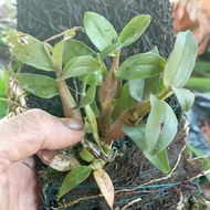 Seeds 🌿 Anggrek dendrobium mini