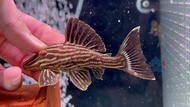 Pleco L27d/Live Fish/Pleco/L27D Goldline Thunder/Freshwater 雷神皇冠豹异型/异型鱼/活鱼(Sin Quan Aquaculture Ente