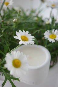 The Pond Candle | 馥野雛菊 | 手工水泥香氛蠟燭