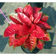 Aglaonema Eastern Red Plant - Fresh Gardening Indoor Plant Outdoor Plant