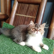 Anak kucing Persia flat/kucing anggora betina/kitten peaknose  jantan