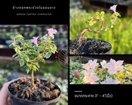 ข้าวตอกพระร่วงใบขอบขาว 🌸 กระถาง 3 นิ้ว Serissa foetida variegated บอนไซจิ๋ว ซากุระแคระ bonsai mini bonsai