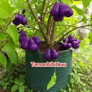 bibit jambu air ungu berbua